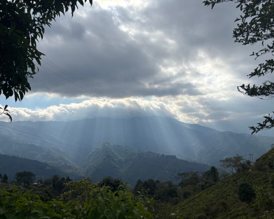 Tea gardens on the ridges of the Darjeeling Himalaya in West Bengal