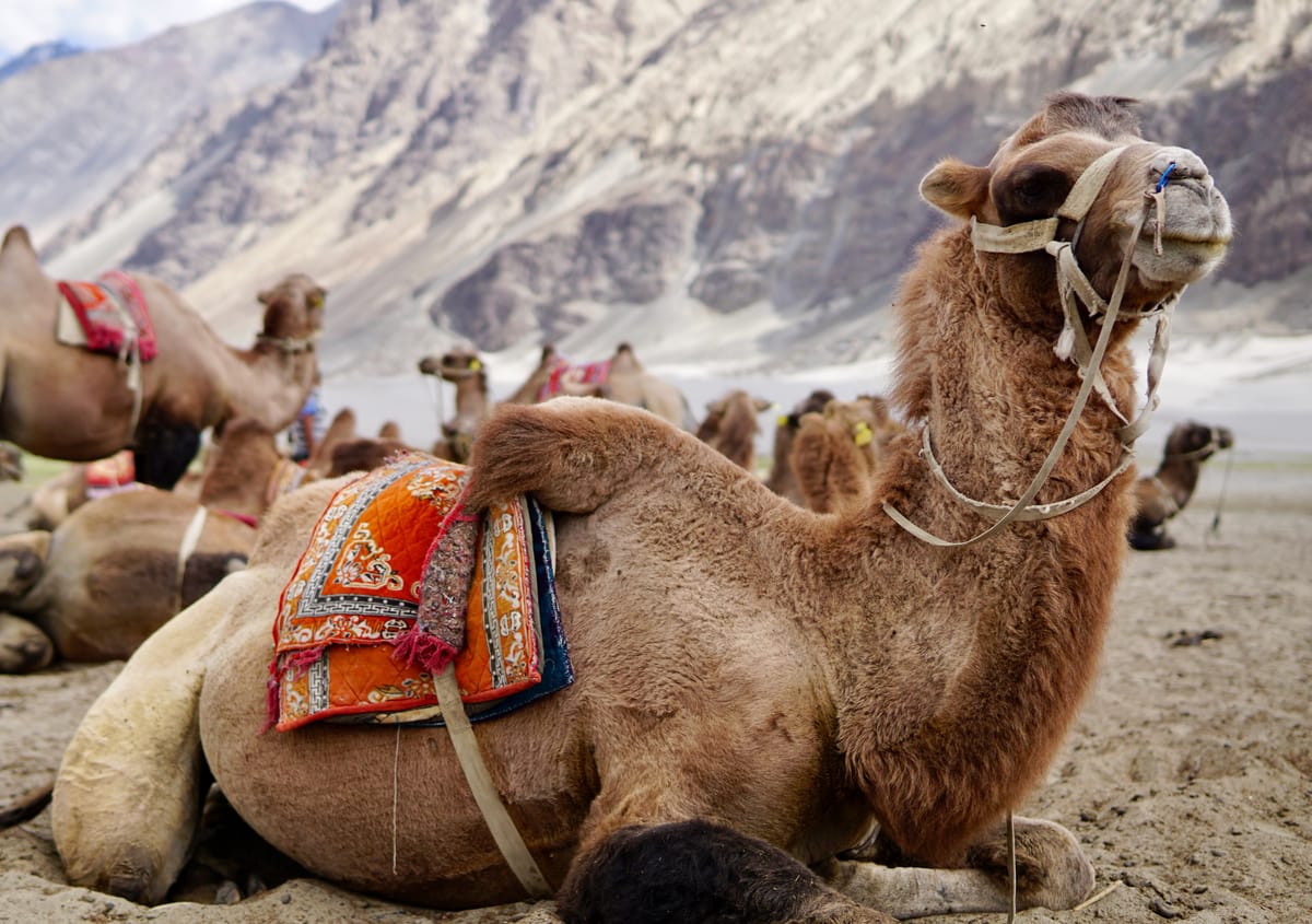 Bactrian camels on the Hunder sand dunes in the Nubra valley, Ladakh